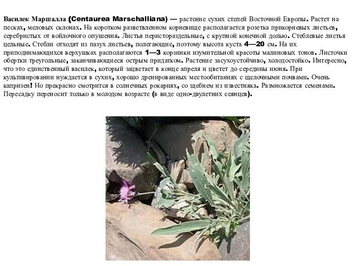 Гвоздика иглолистная Василек Маршалла (Centaurea Marschalliana) — растение сухих степей Восточной