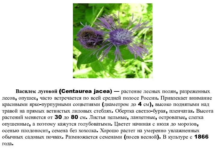 Василек луговой (Centaurea jacea) — растение лесных полян, разреженных лесов, опушек,