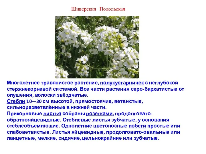 Шиверекия Подольская Многолетнее травянистое растение, полукустарничек с неглубокой стержнекорневой системой. Все