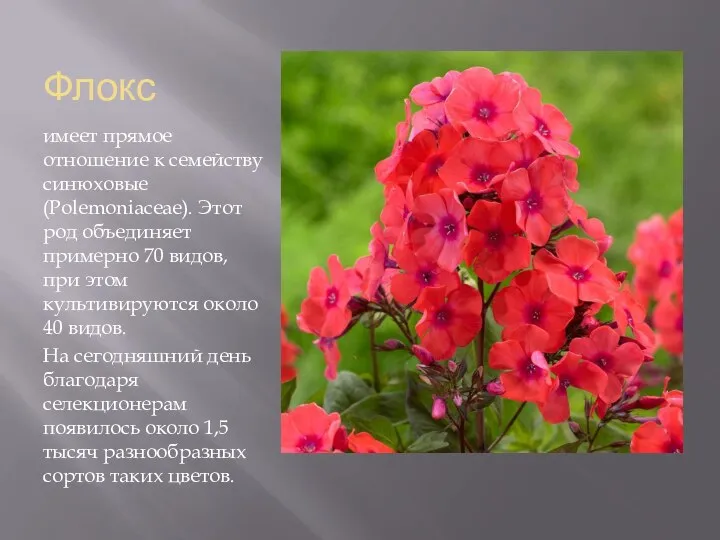 Флокс имеет прямое отношение к семейству синюховые (Polemoniaceae). Этот род объединяет