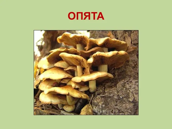 ОПЯТА