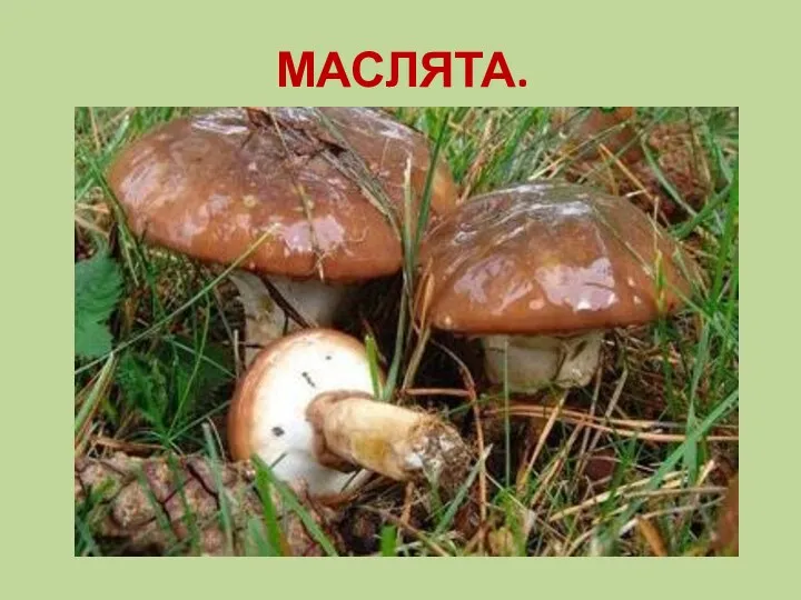 МАСЛЯТА.