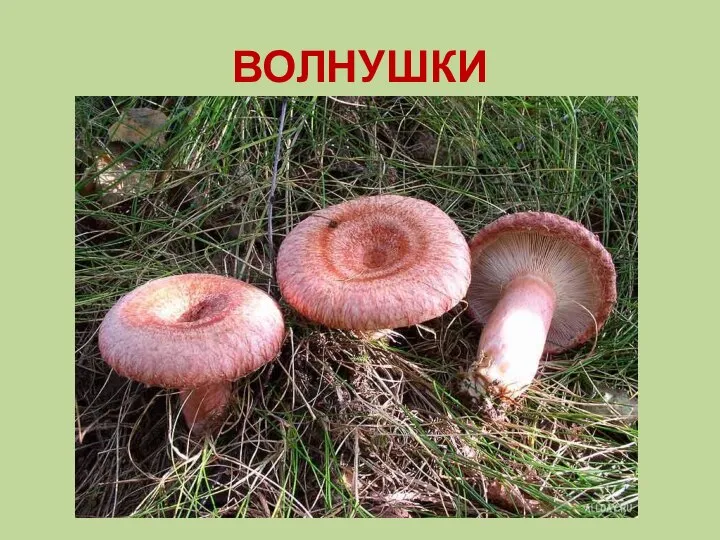 ВОЛНУШКИ