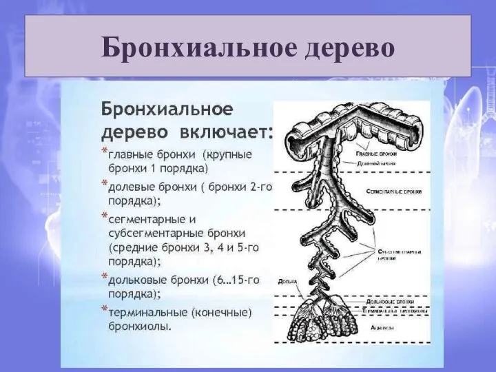 Бронхиальное дерево