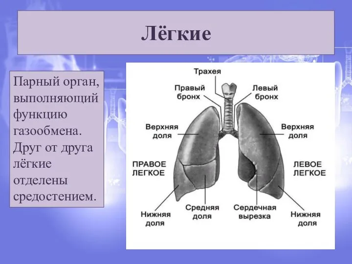 Лёгкие Парный орган, выполняющий функцию газообмена. Друг от друга лёгкие отделены средостением.