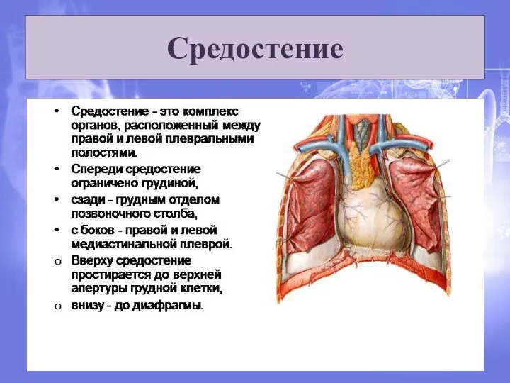 Средостение