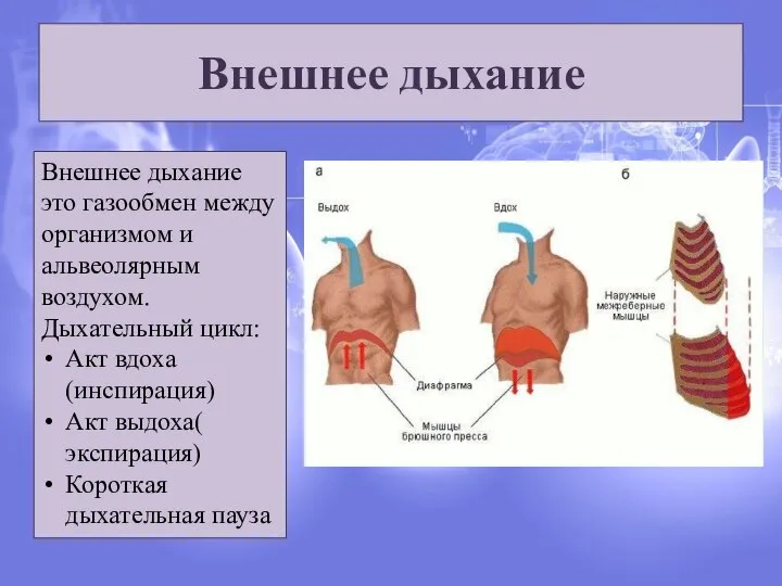 Внешнее дыхание Внешнее дыхание это газообмен между организмом и альвеолярным воздухом.