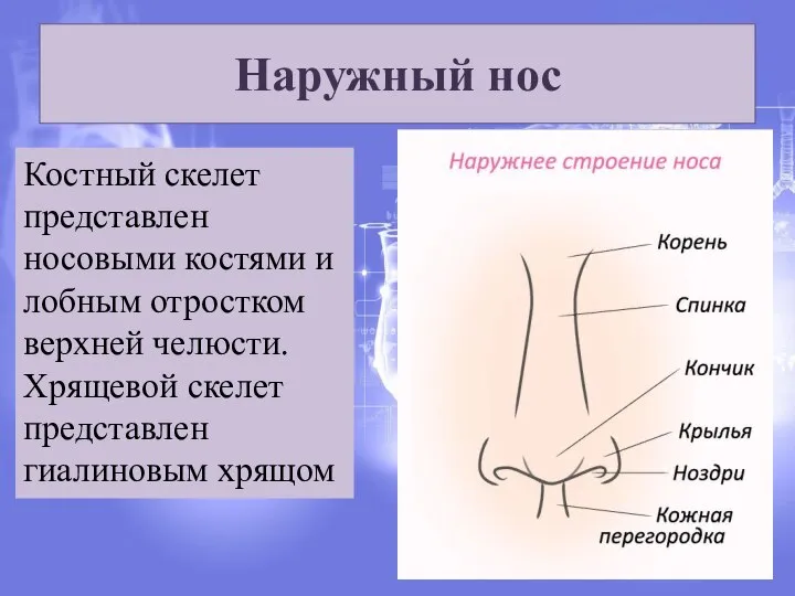 Наружный нос Костный скелет представлен носовыми костями и лобным отростком верхней