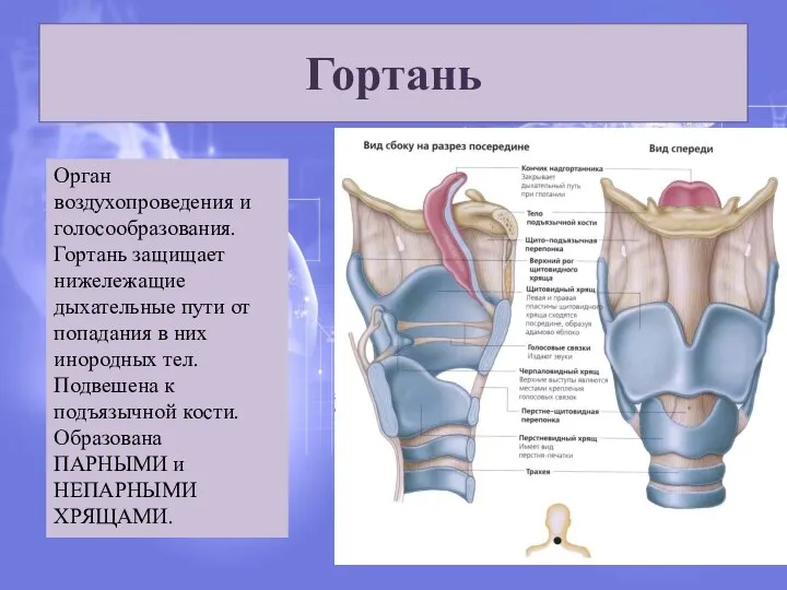 Гортань Орган воздухопроведения и голосообразования. Гортань защищает нижележащие дыхательные пути от