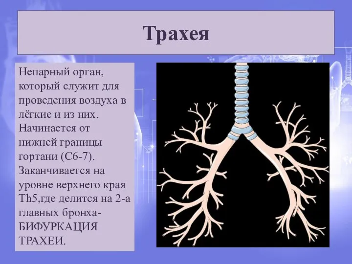 Трахея Непарный орган, который служит для проведения воздуха в лёгкие и