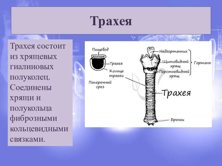 Трахея Трахея состоит из хрящевых гиалиновых полуколец. Соединены хрящи и полукольца фиброзными кольцевидными связками.