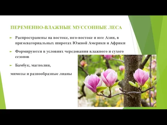 ПЕРЕМЕННО-ВЛАЖНЫЕ МУССОННЫЕ ЛЕСА Распространены на востоке, юго-востоке и юге Азии, в