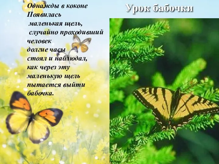 Урок бабочки Однажды в коконе Появилась маленькая щель, случайно проходивший человек