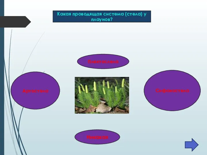 Какая проводящая система (стела) у плаунов? Плектослела Артостела Никакая Сифоностела