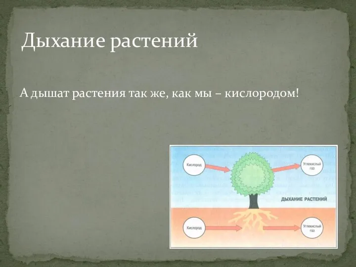 А дышат растения так же, как мы – кислородом! Дыхание растений