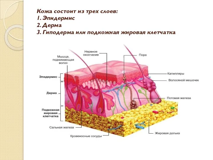 Кожа состоит из трех слоев: 1. Эпидермис 2. Дерма 3. Гиподерма или подкожная жировая клетчатка