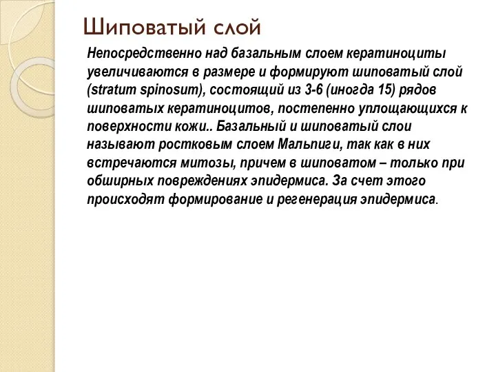 Шиповатый слой Непосредственно над базальным слоем кератиноциты увеличиваются в размере и