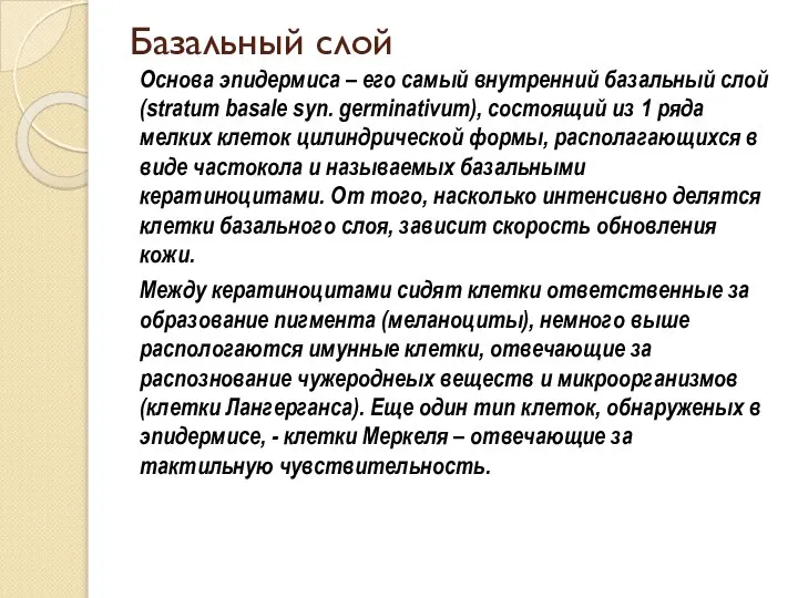 Базальный слой Основа эпидермиса – его самый внутренний базальный слой (stratum