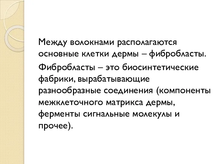 Между волокнами располагаются основные клетки дермы – фибробласты. Фибробласты – это