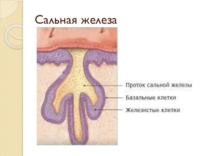 Сальная железа