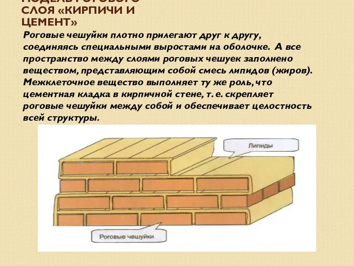 МОДЕЛЬ РОГОВОГО СЛОЯ «КИРПИЧИ И ЦЕМЕНТ» Роговые чешуйки плотно прилегают друг