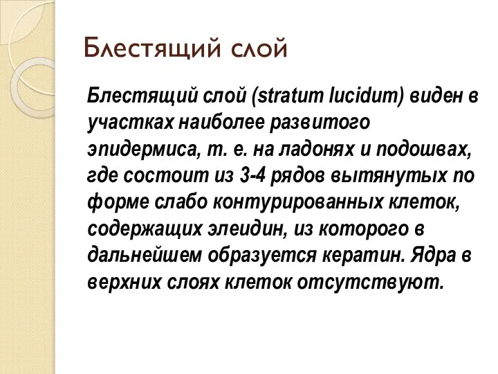 Блестящий слой Блестящий слой (stratum lucidum) виден в участках наиболее развитого