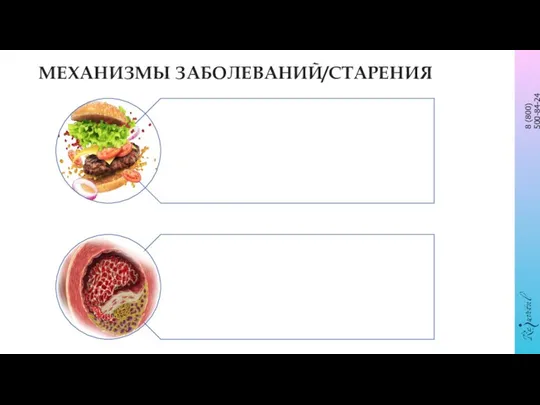 МЕХАНИЗМЫ ЗАБОЛЕВАНИЙ/СТАРЕНИЯ