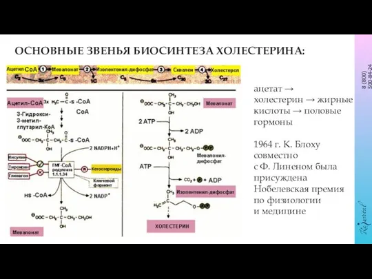 ацетат → холестерин → жирные кислоты → половые гормоны 1964 г.