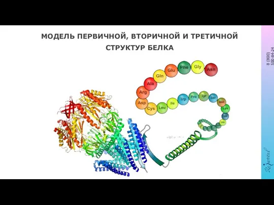 МОДЕЛЬ ПЕРВИЧНОЙ, ВТОРИЧНОЙ И ТРЕТИЧНОЙ СТРУКТУР БЕЛКА