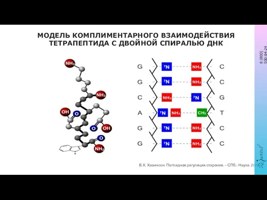 МОДЕЛЬ КОМПЛИМЕНТАРНОГО ВЗАИМОДЕЙСТВИЯ ТЕТРАПЕПТИДА С ДВОЙНОЙ СПИРАЛЬЮ ДНК В.Х. Хавинсон. Пептидная