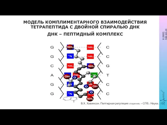 МОДЕЛЬ КОМПЛИМЕНТАРНОГО ВЗАИМОДЕЙСТВИЯ ТЕТРАПЕПТИДА С ДВОЙНОЙ СПИРАЛЬЮ ДНК ДНК – ПЕПТИДНЫЙ