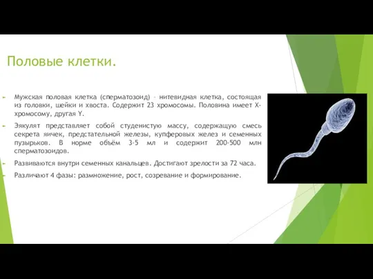 Половые клетки. Мужская половая клетка (сперматозоид) – нитевидная клетка, состоящая из