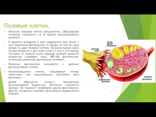 Половые клетки. Женские половые клетки (яйцеклетки). Образование яичников начинается на 8