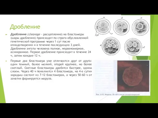 Дробление Дробление (cleavage - расщепление) на бластомеры (шары дробления) происходит по