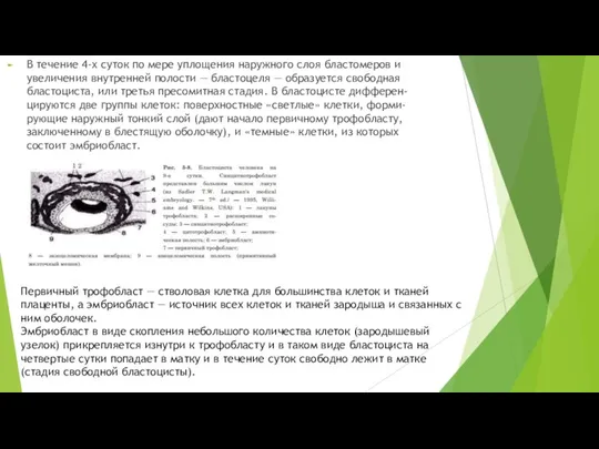 В течение 4-х суток по мере уплощения наружного слоя бластомеров и