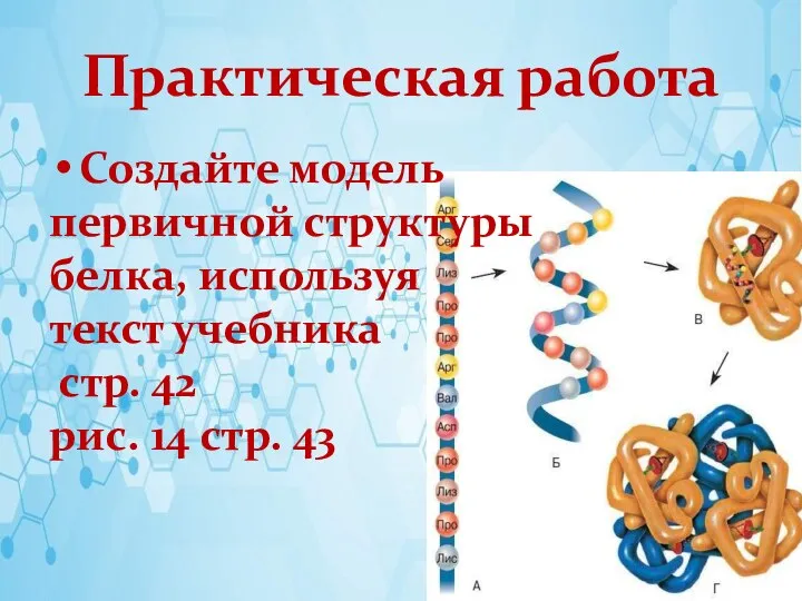 Практическая работа Создайте модель первичной структуры белка, используя текст учебника стр. 42 рис. 14 стр. 43