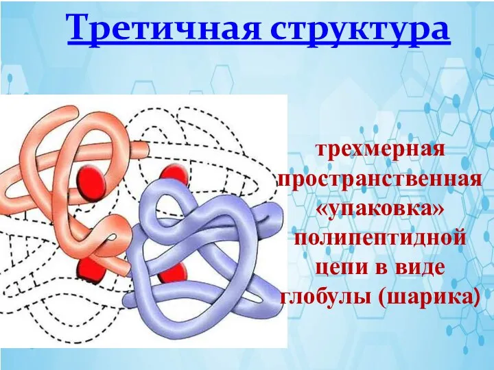 Третичная структура трехмерная пространственная «упаковка» полипептидной цепи в виде глобулы (шарика)