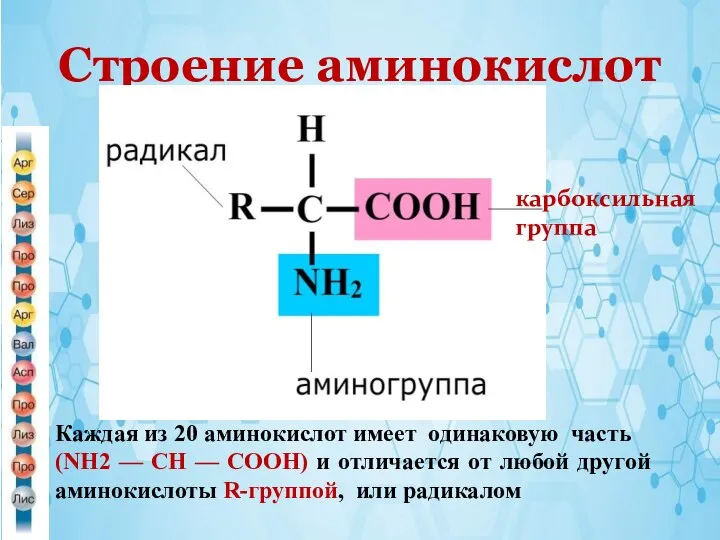 Строение аминокислот карбоксильная группа Каждая из 20 аминокислот имеет одинаковую часть