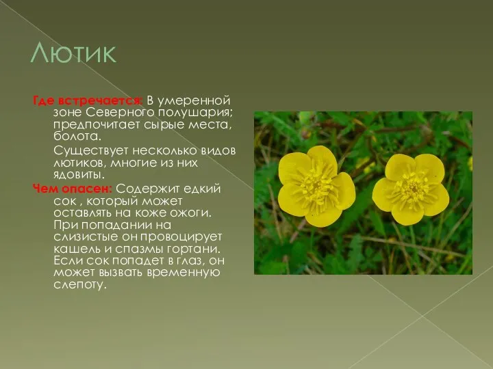 Лютик Где встречается: В умеренной зоне Северного полушария; предпочитает сырые места,