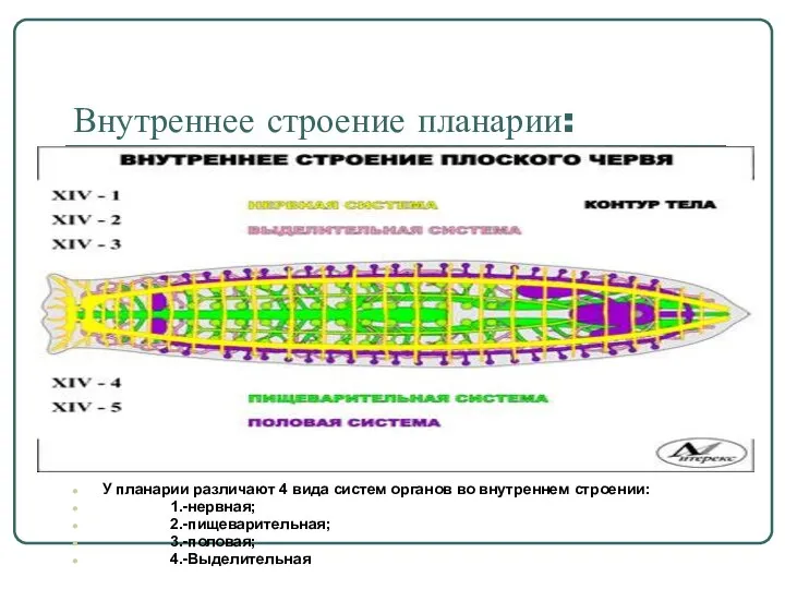 Внутреннее строение планарии: У планарии различают 4 вида систем органов во