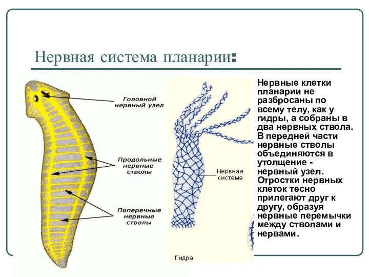 Нервная система планарии: Нервные клетки планарии не разбросаны по всему телу,