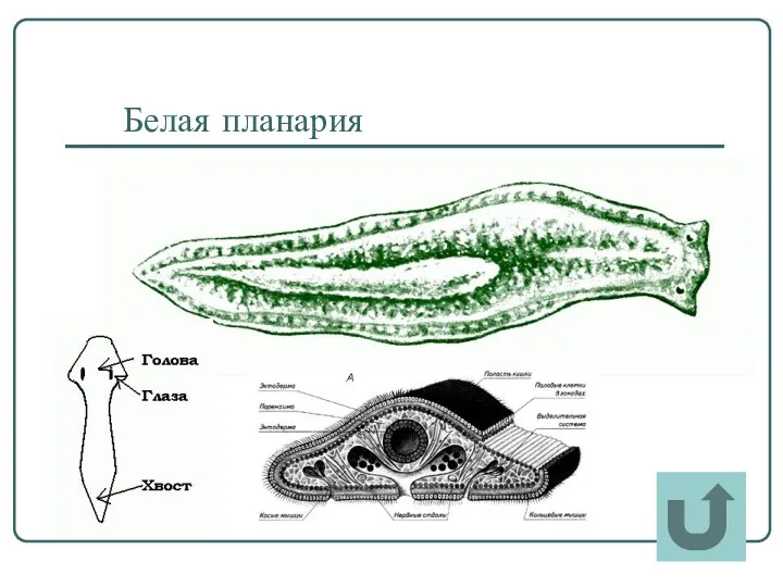 Белая планария