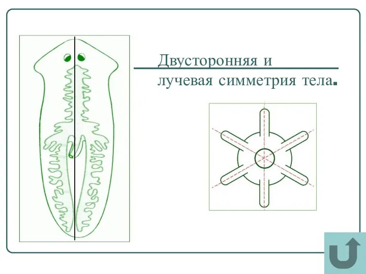 Двусторонняя и лучевая симметрия тела.