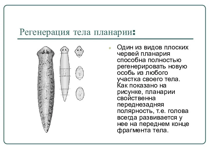 Регенерация тела планарии: Один из видов плоских червей планария способна полностью