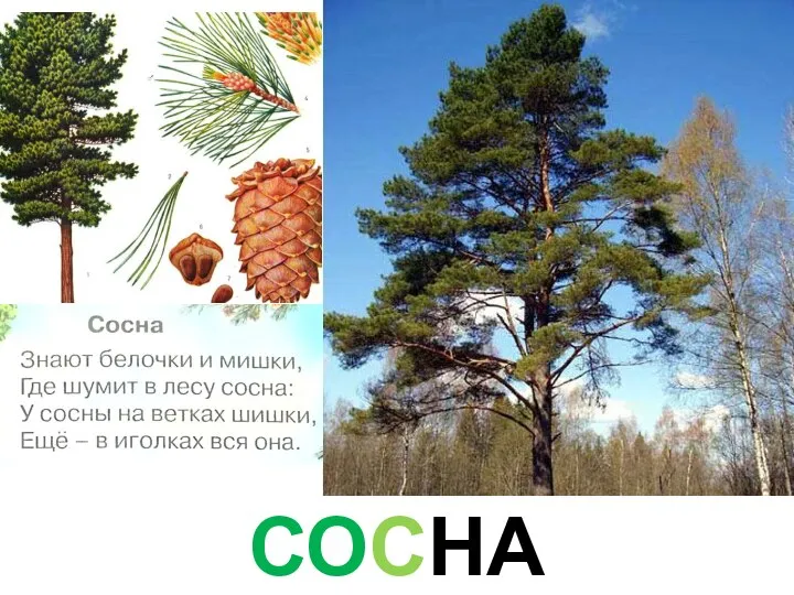 СОСНА