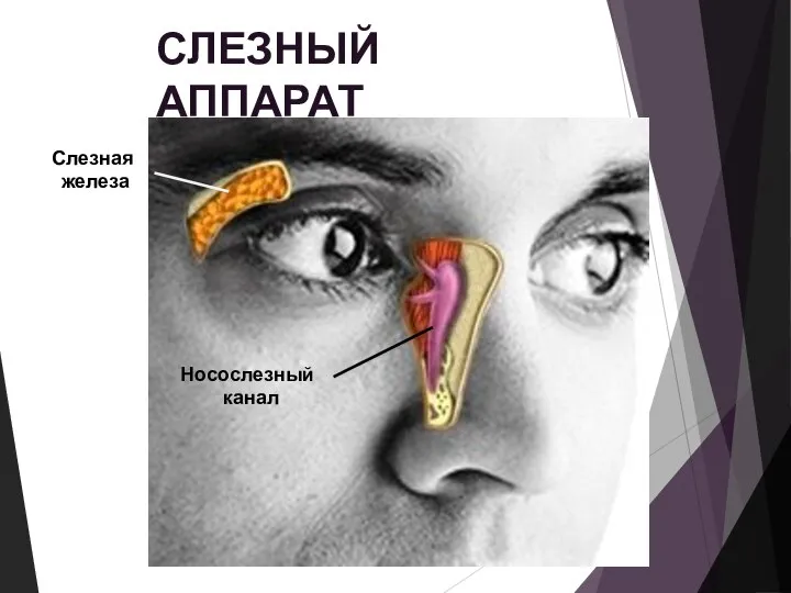 СЛЕЗНЫЙ АППАРАТ Носослезный канал Слезная железа