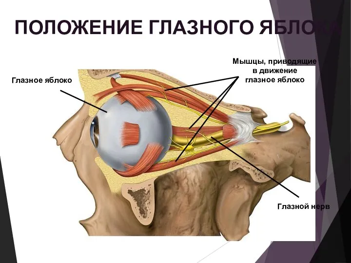 Глазное яблоко ПОЛОЖЕНИЕ ГЛАЗНОГО ЯБЛОКА Мышцы, приводящие в движение глазное яблоко Глазной нерв