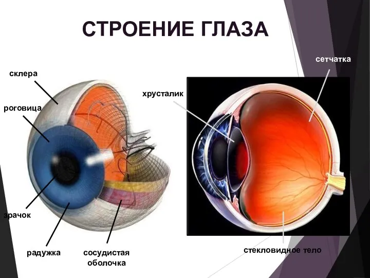 СТРОЕНИЕ ГЛАЗА склера роговица зрачок радужка сосудистая оболочка хрусталик стекловидное тело сетчатка