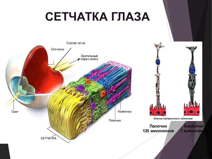 СЕТЧАТКА ГЛАЗА Палочки 125 миллионов Колбочки 7 миллионов Слепое пятно