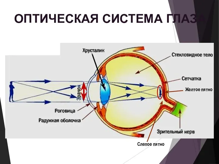 ОПТИЧЕСКАЯ СИСТЕМА ГЛАЗА Желтое пятно Слепое пятно